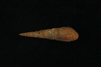 藏品(網蜷)的圖片